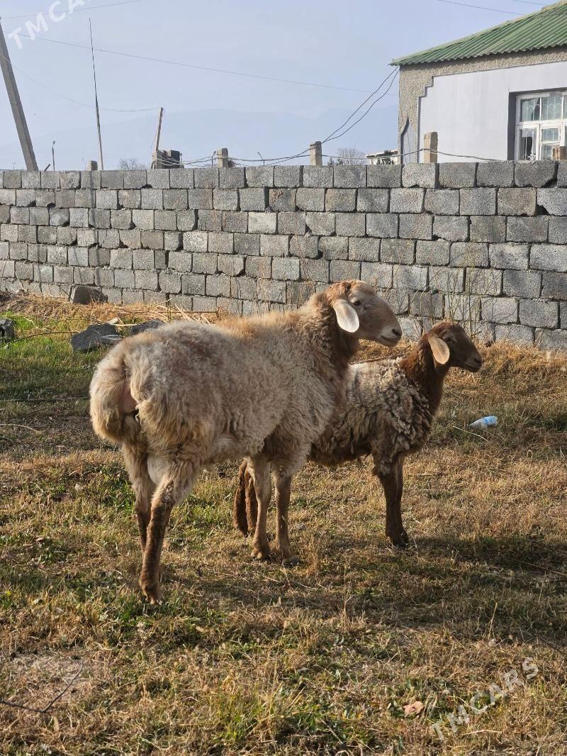 Goc gisar - Bekrewe - img 1