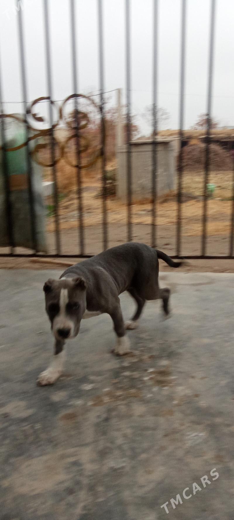 Pitbull - Чарджоу - img 1