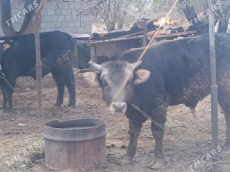 bakyda duron 2 okuz - Aşgabat - img 1