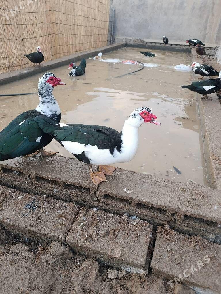 ördek indautka indautga - Бузмеин - img 1