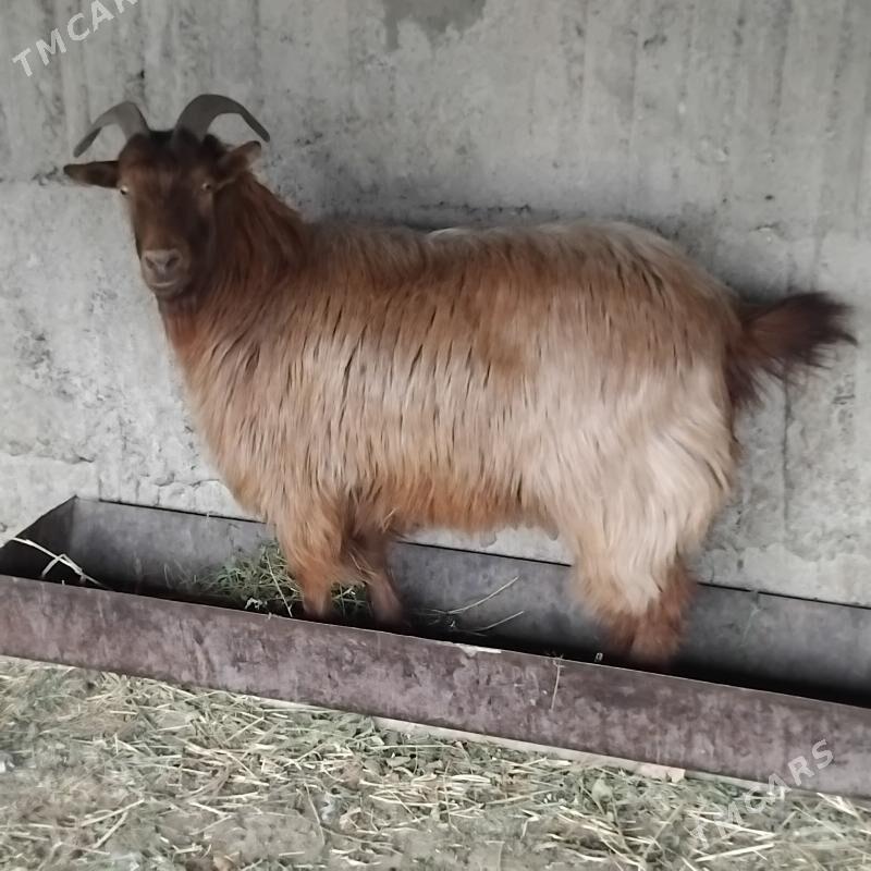 Erkeç - Гёкдепе - img 1