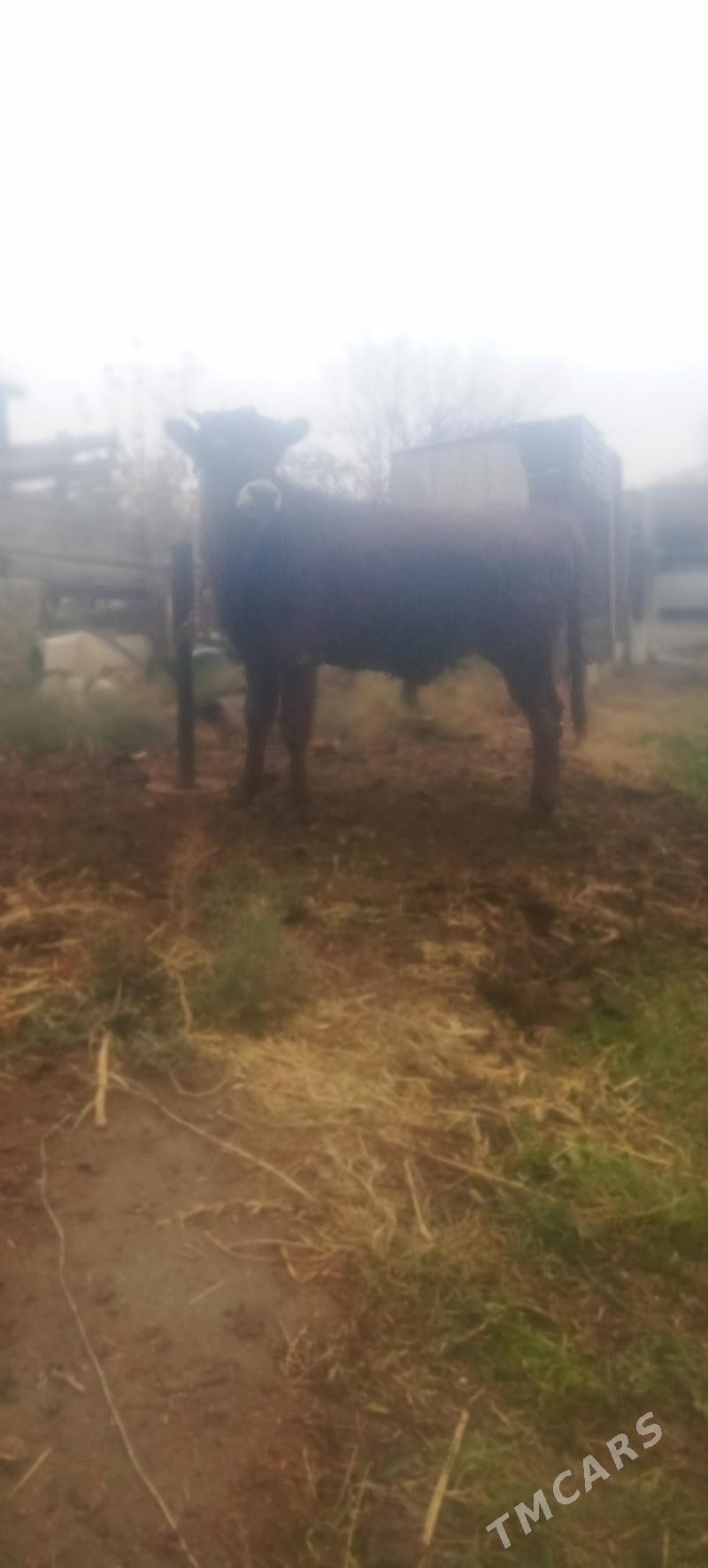 окуз - Бахарден - img 1