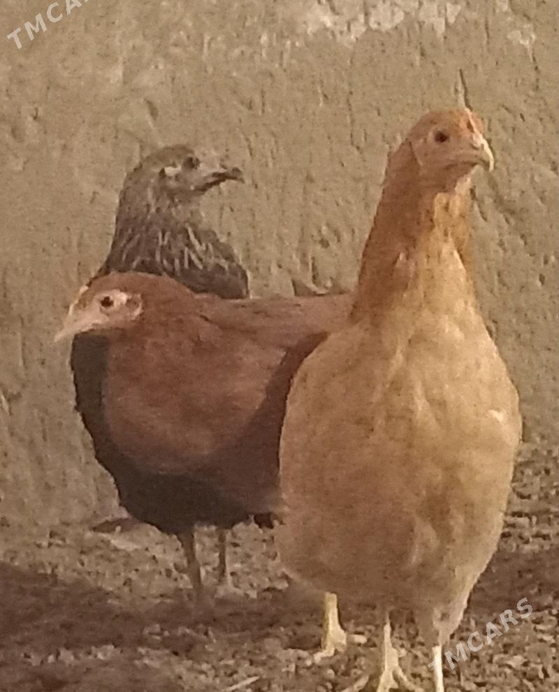 Jüýje - Bäherden - img 1