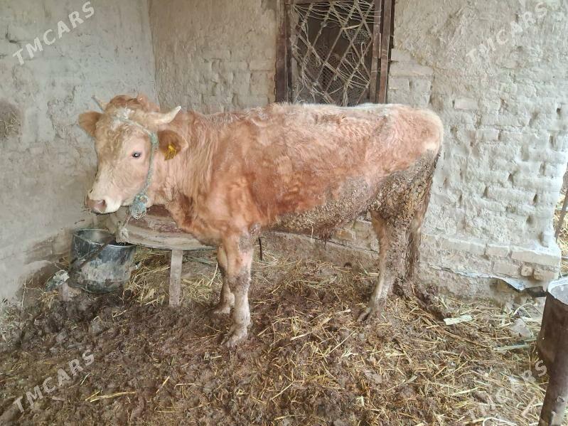 окиз - Türkmenabat - img 1