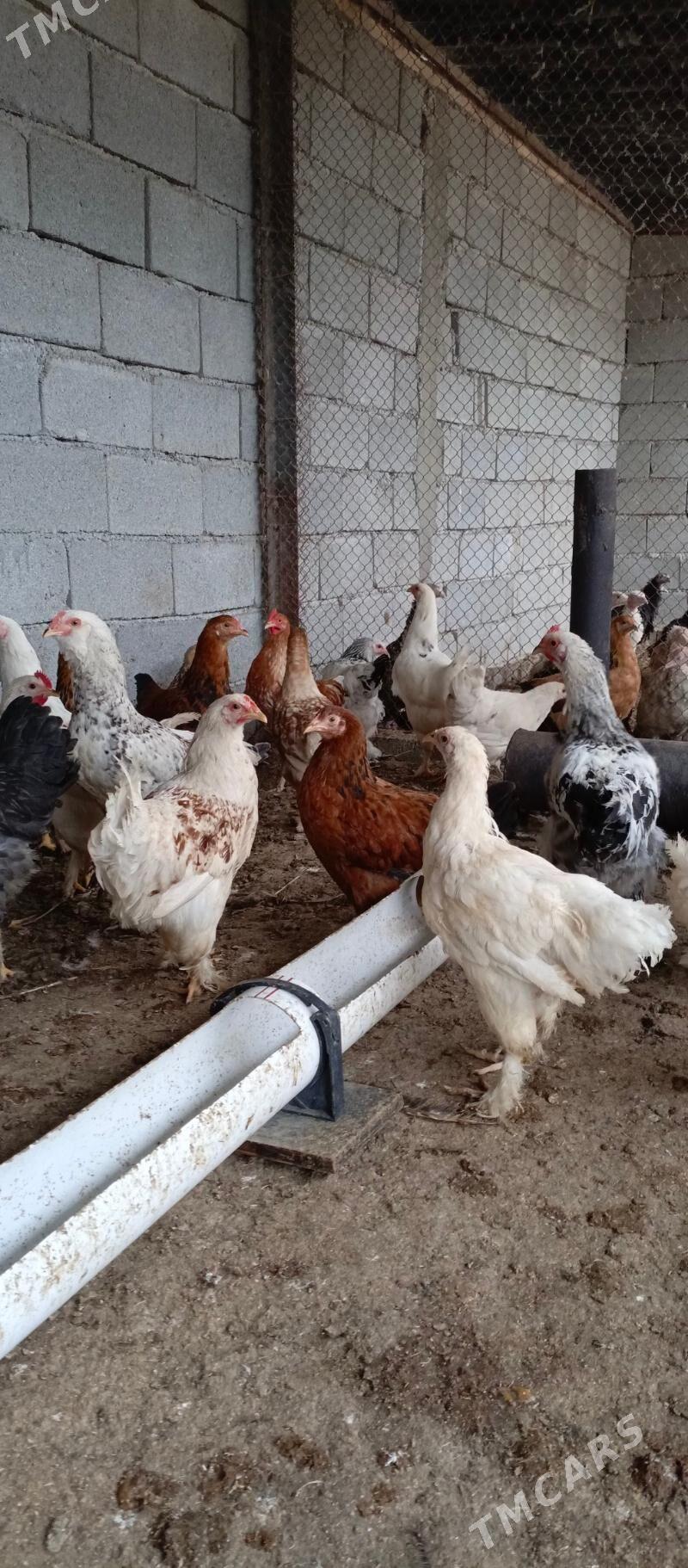 balgar - Aşgabat - img 1