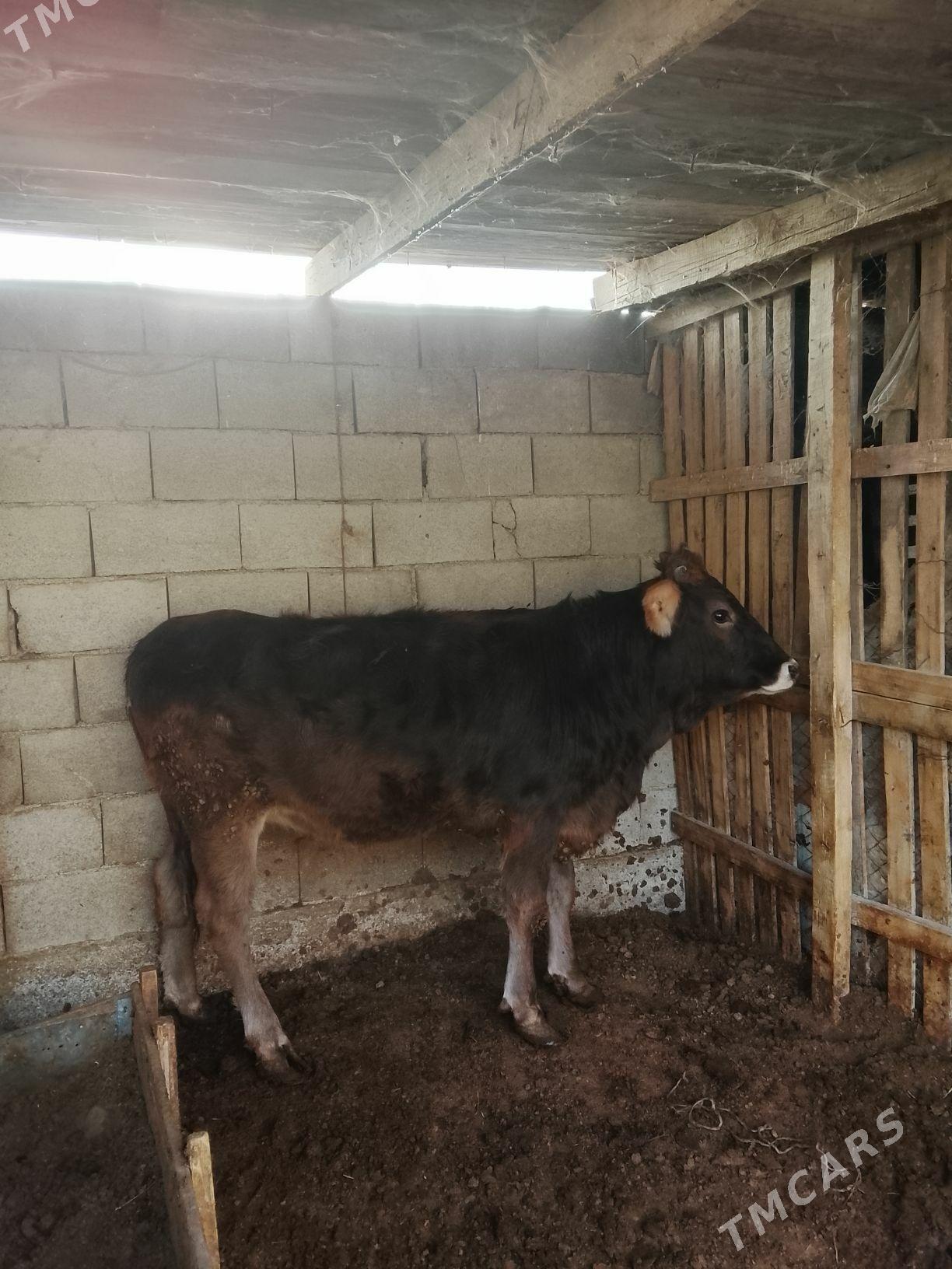 Tuwe - Bäherden - img 1