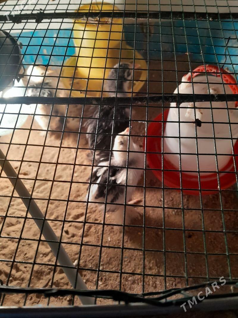 Brama jùÿje Brama myram jùÿje - Aşgabat - img 1