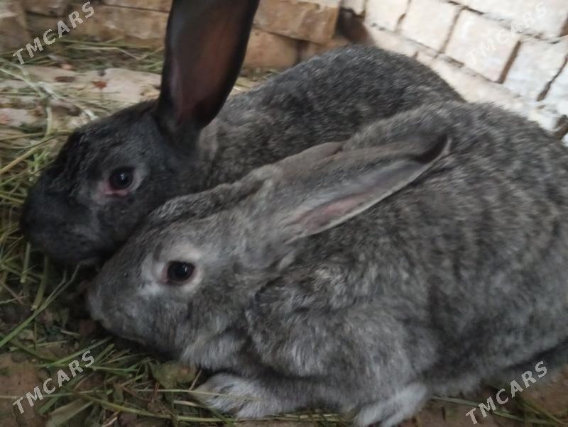 Pol welikan - Mary - img 1