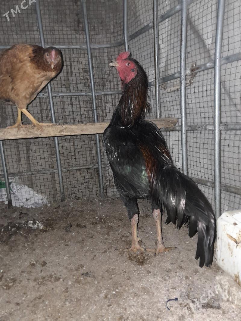 Tagent horaz - Aşgabat - img 1