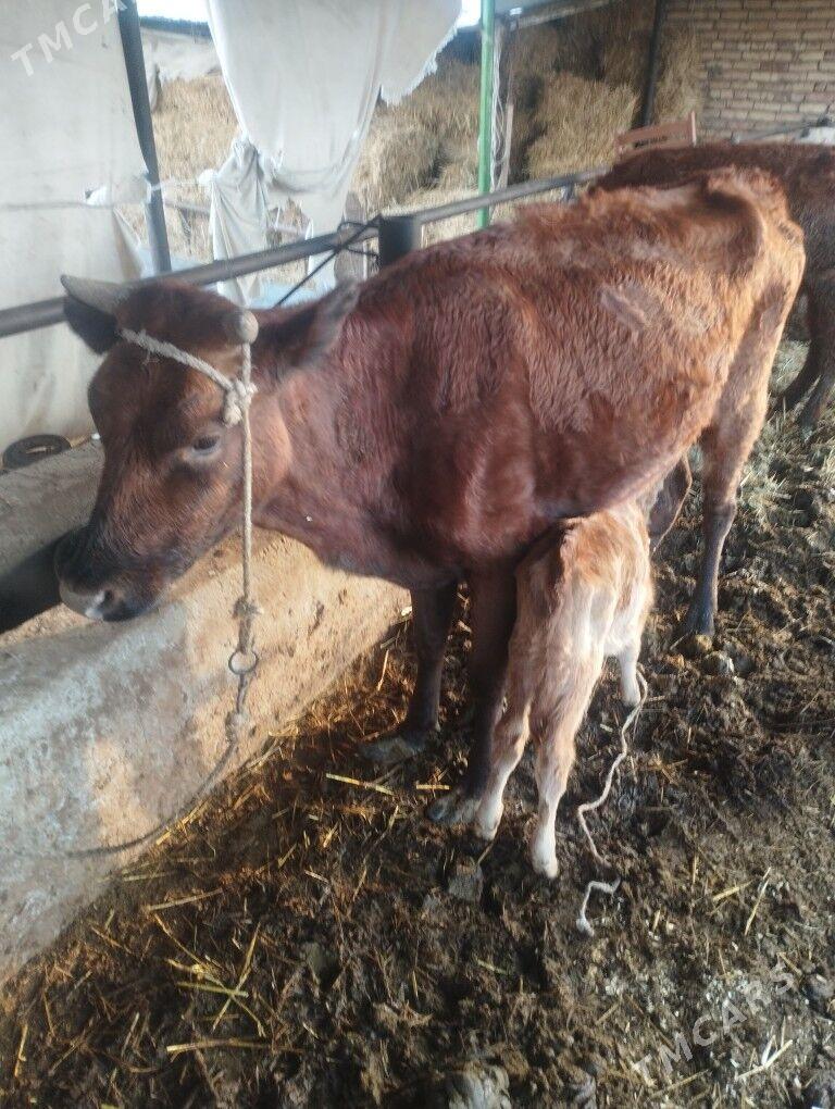 саглык - Çärjew - img 1