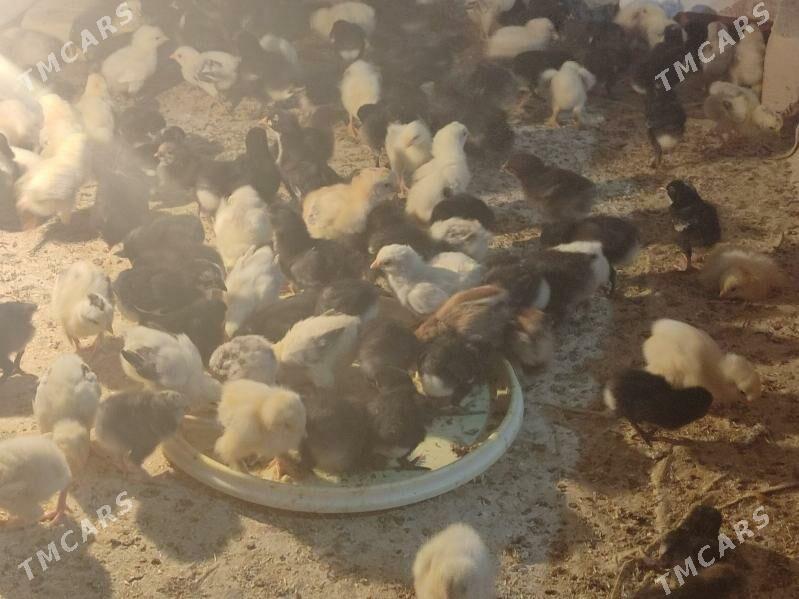 Gigat jüyje - Türkmenabat - img 1