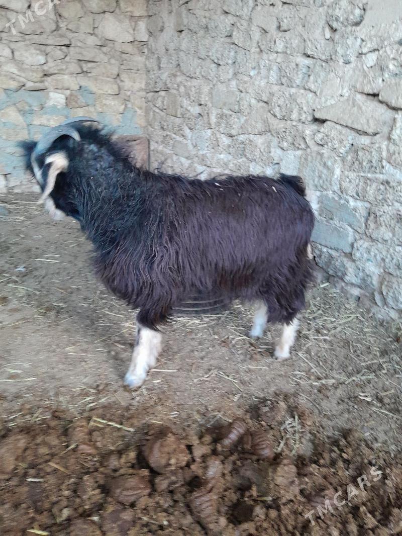 cewis - Gyzylarbat - img 1