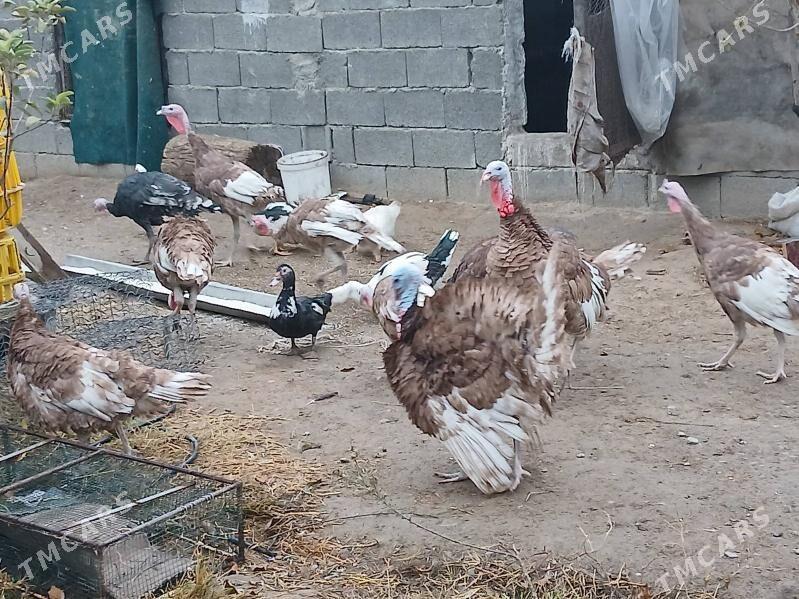 induk owgan - Ашхабад - img 1