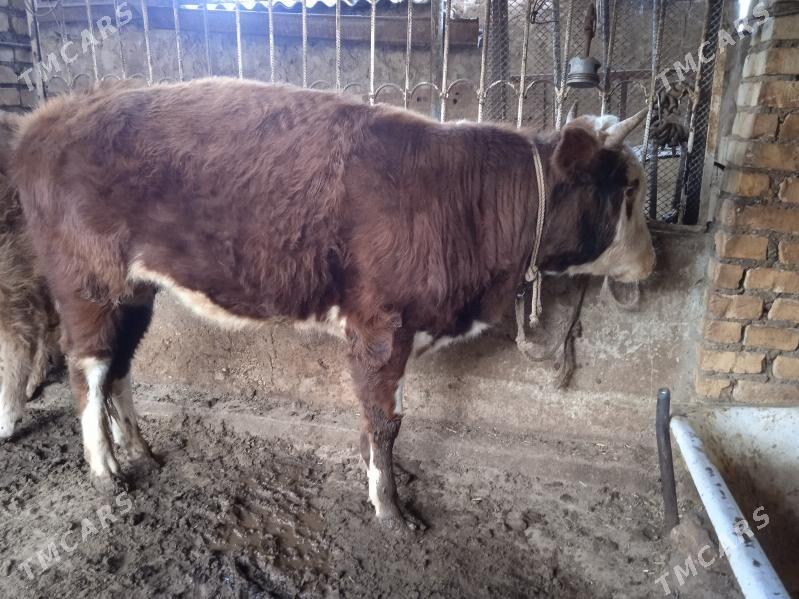 öküz - Balkanabat - img 1