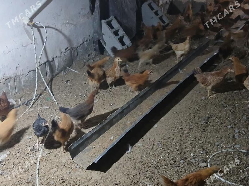 juje 3 aylk - Aşgabat - img 1