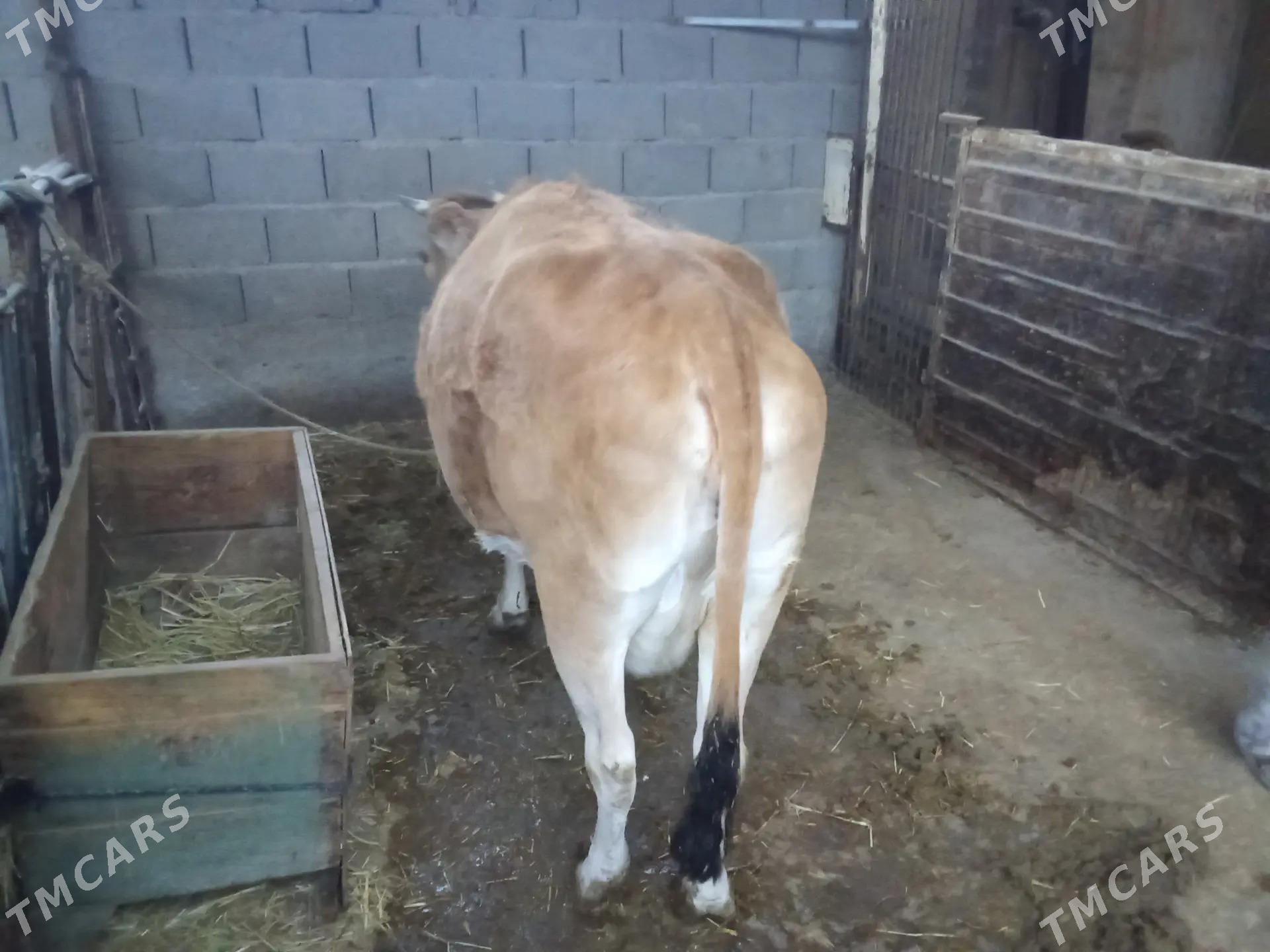 Sagym Sygyr - Kaka - img 1