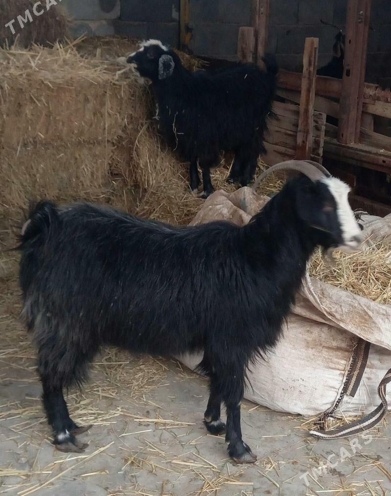 owlakly geci - Tejen - img 1