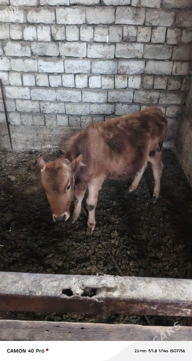 tüwe göle - Gökdepe - img 1