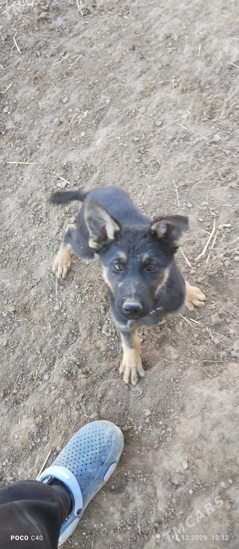 awçarka gujik - Шабатский этрап - img 1