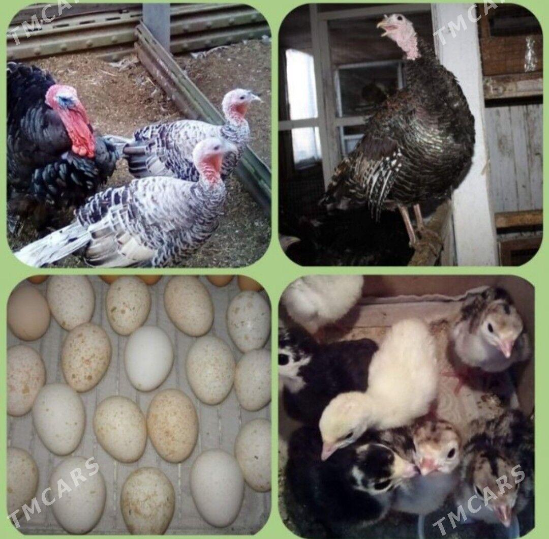 Indyuk - Бабадайхан - img 1