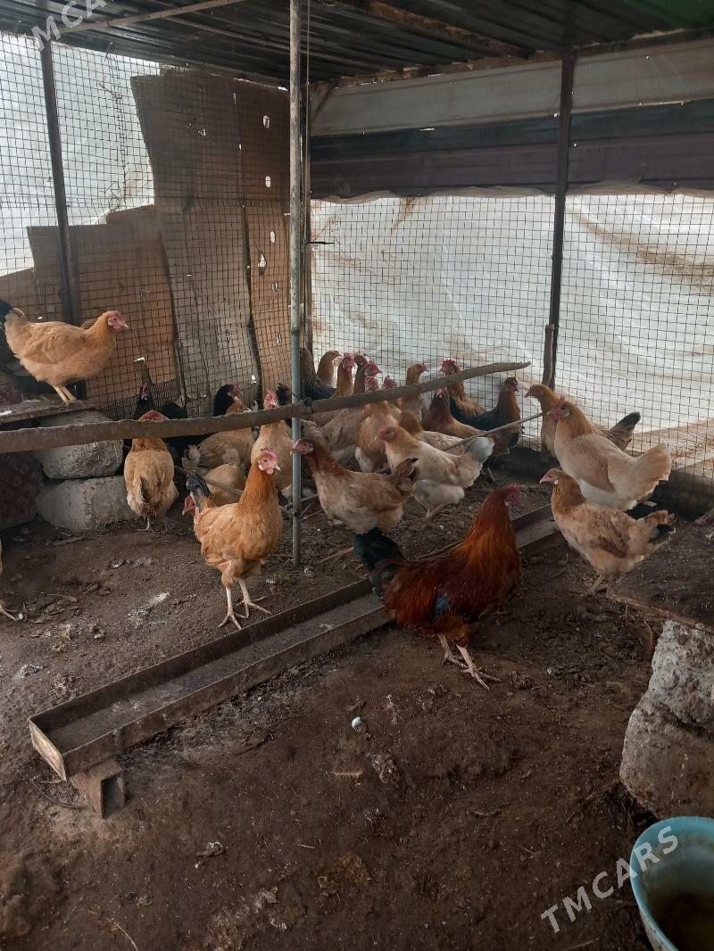 Yaşajyk Towuk - Köşi - img 1