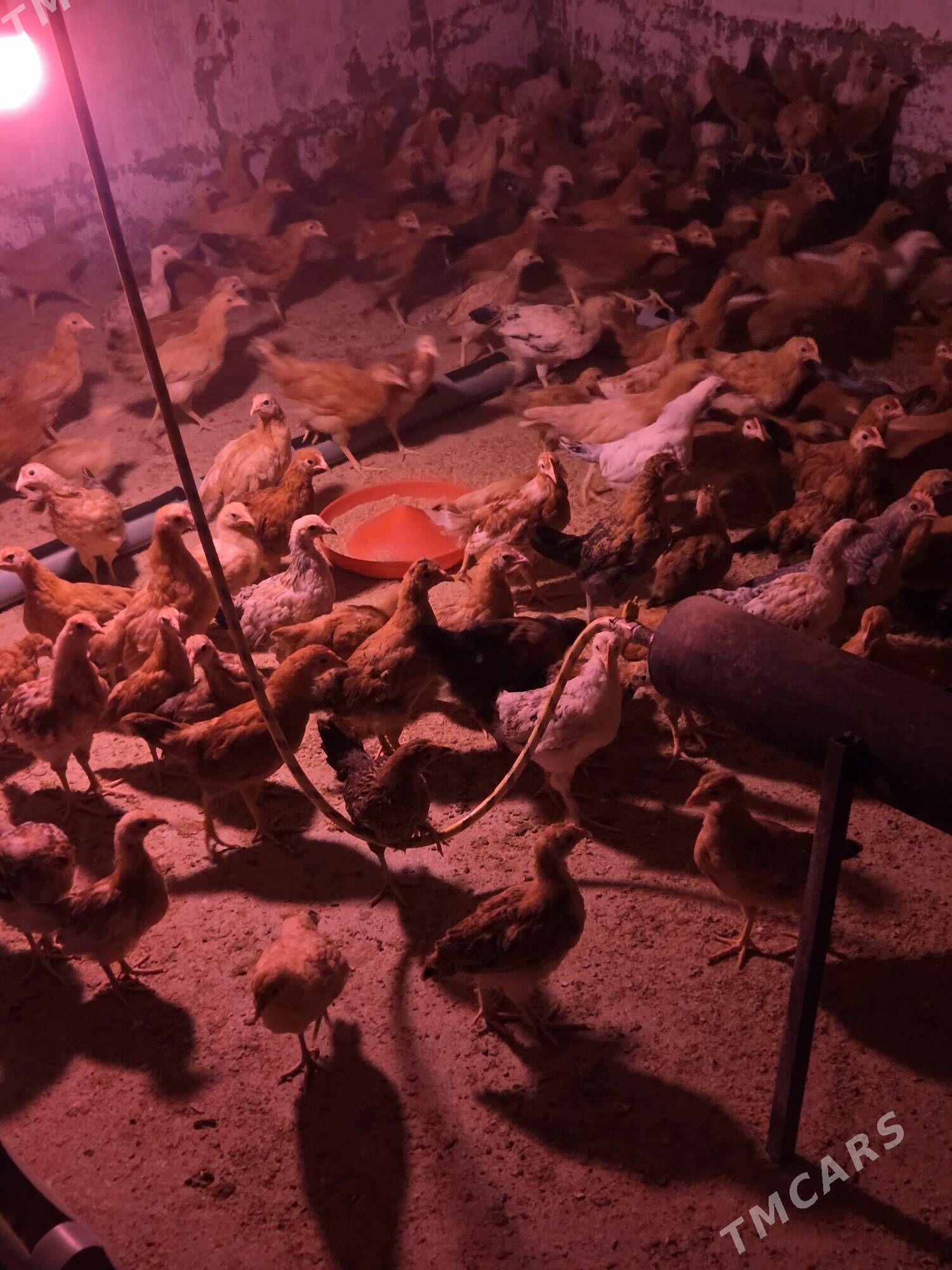 Jüyje - Gökdepe - img 1