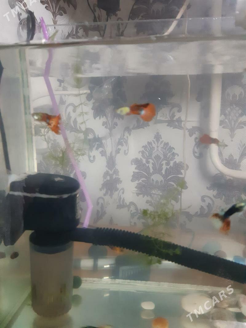 balyk gupyoska - Türkmenabat - img 1