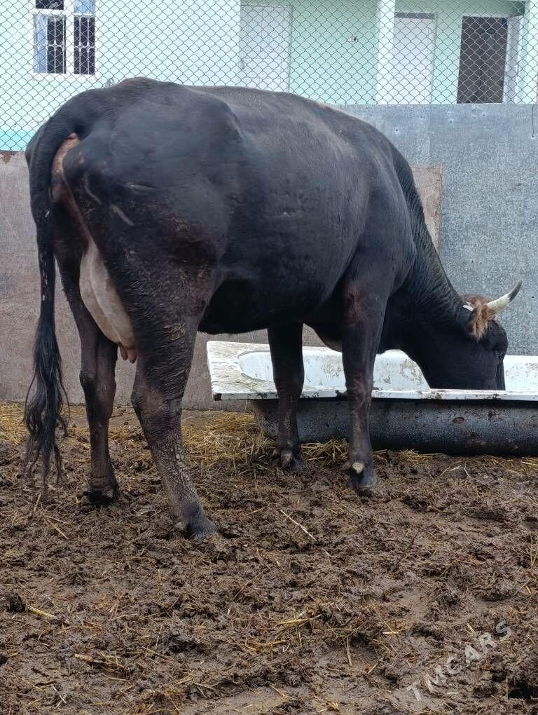 tohum göleli sygyr - Gökdepe - img 1