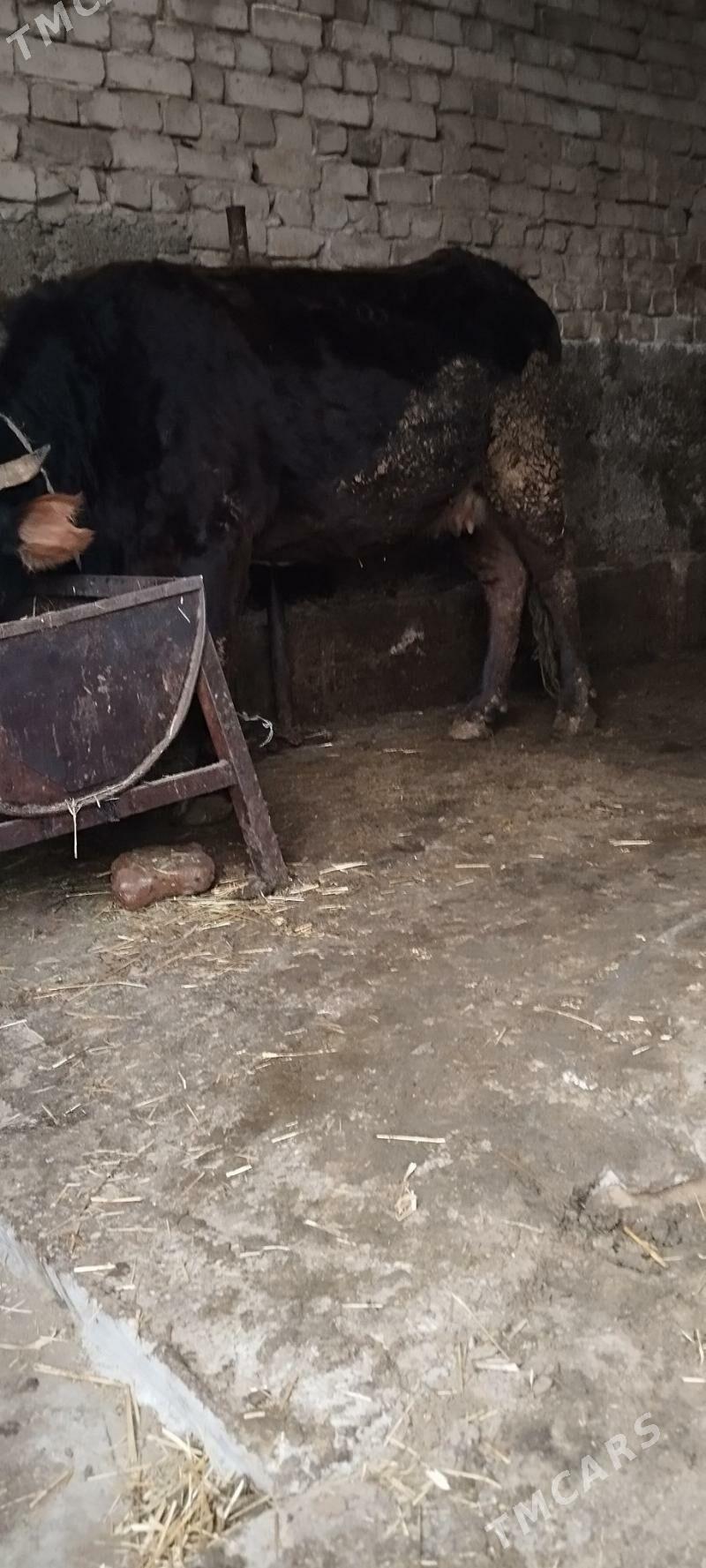 bogaz sygyr - Aşgabat - img 1