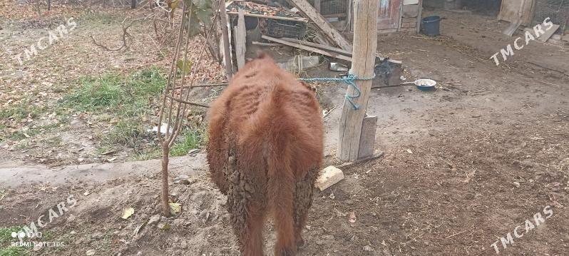 burlatin unajyn - Türkmenabat - img 1