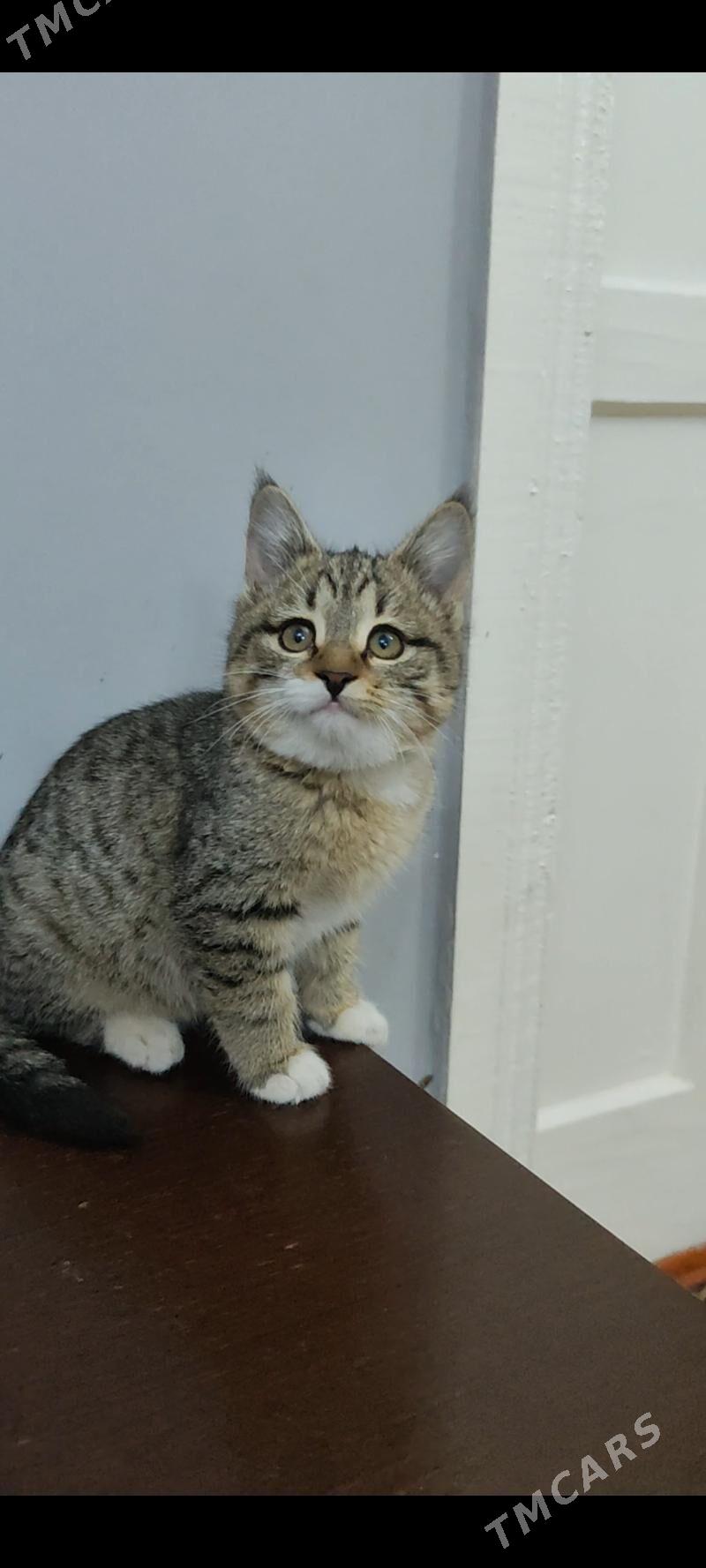 pişijekler - Мары - img 1