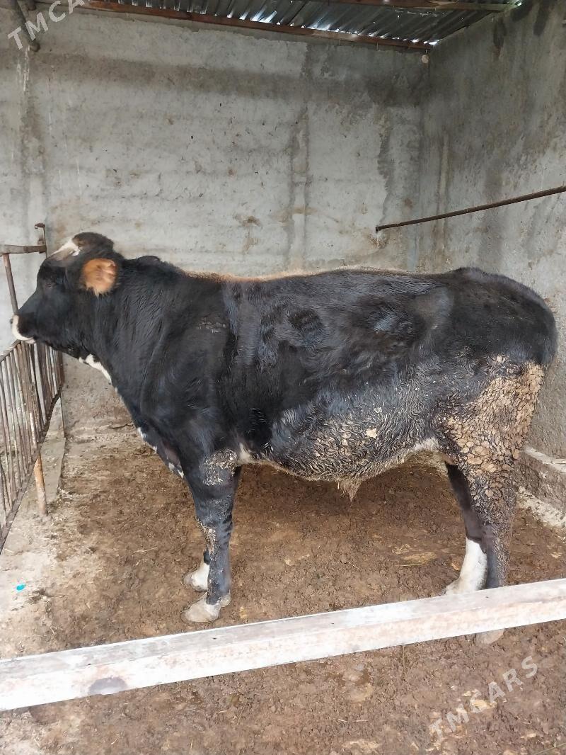 Okuz - Ýanbaş - img 1