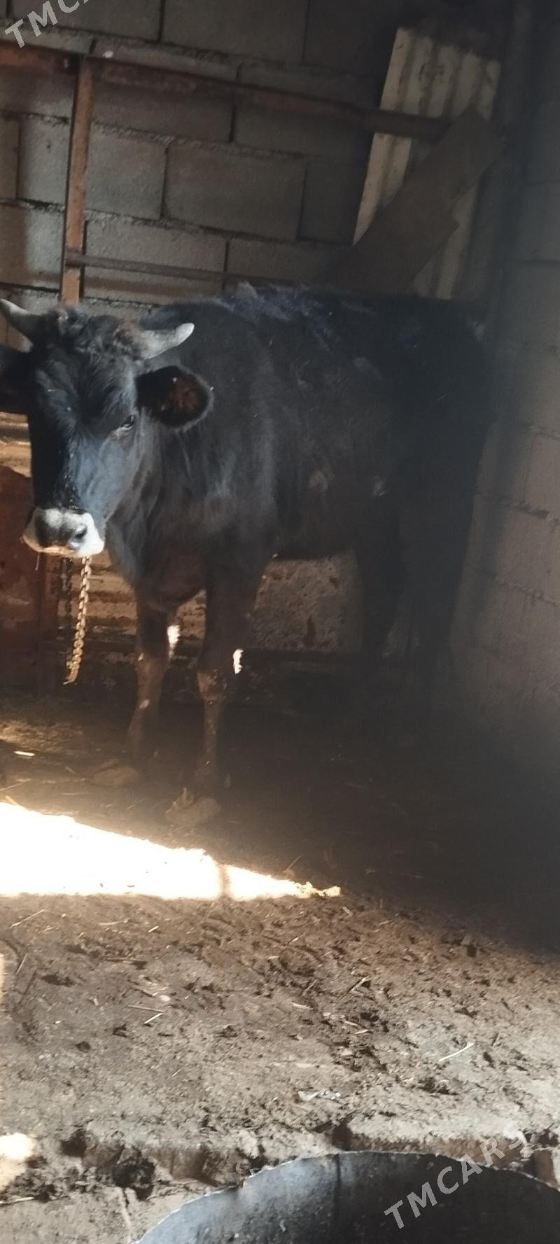 baklan tuve - Aşgabat - img 1