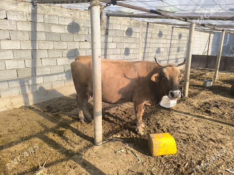 göleli sygyr - Büzmeýin - img 1