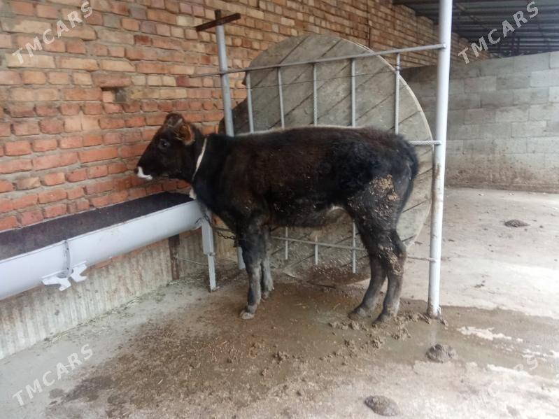 öküz - Бахарден - img 1