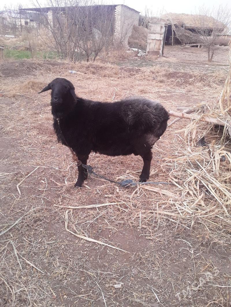 Gara goc - Dänew - img 1