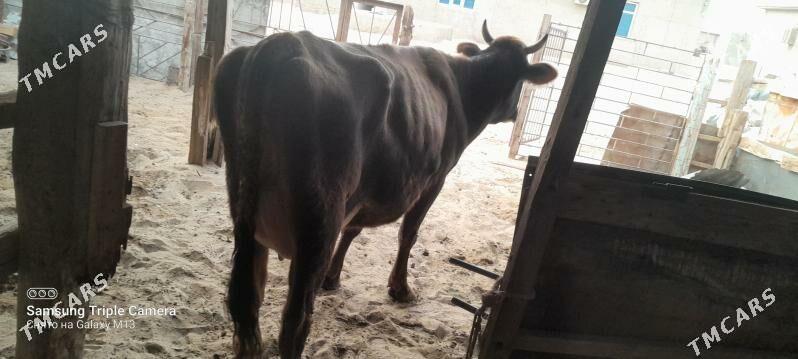 goleli sygyr - Balkanabat - img 1