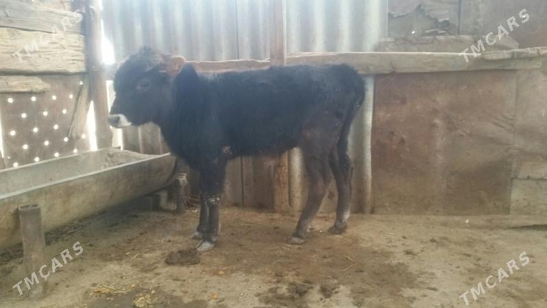 öküzce tohum - Gyzylarbat - img 1