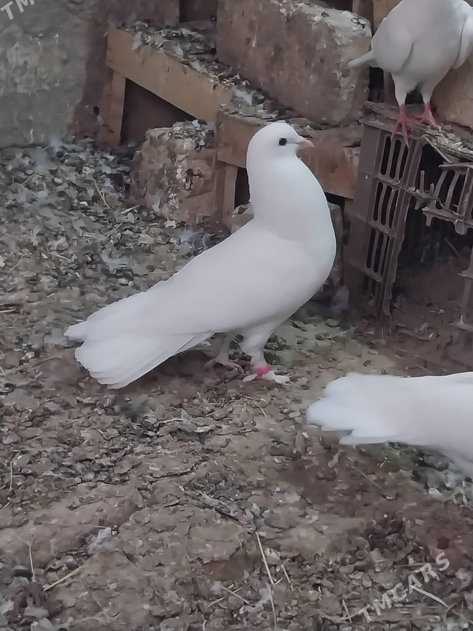 KEPDERI. - Мургап - img 1