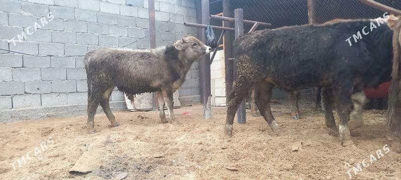 okuz - Анев - img 1