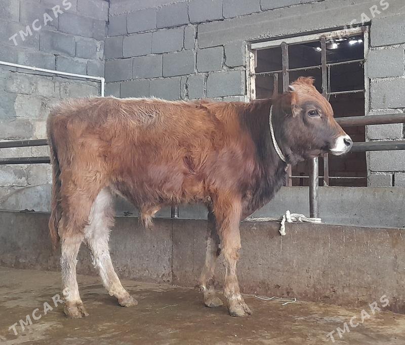 öküz - Бузмеин - img 1