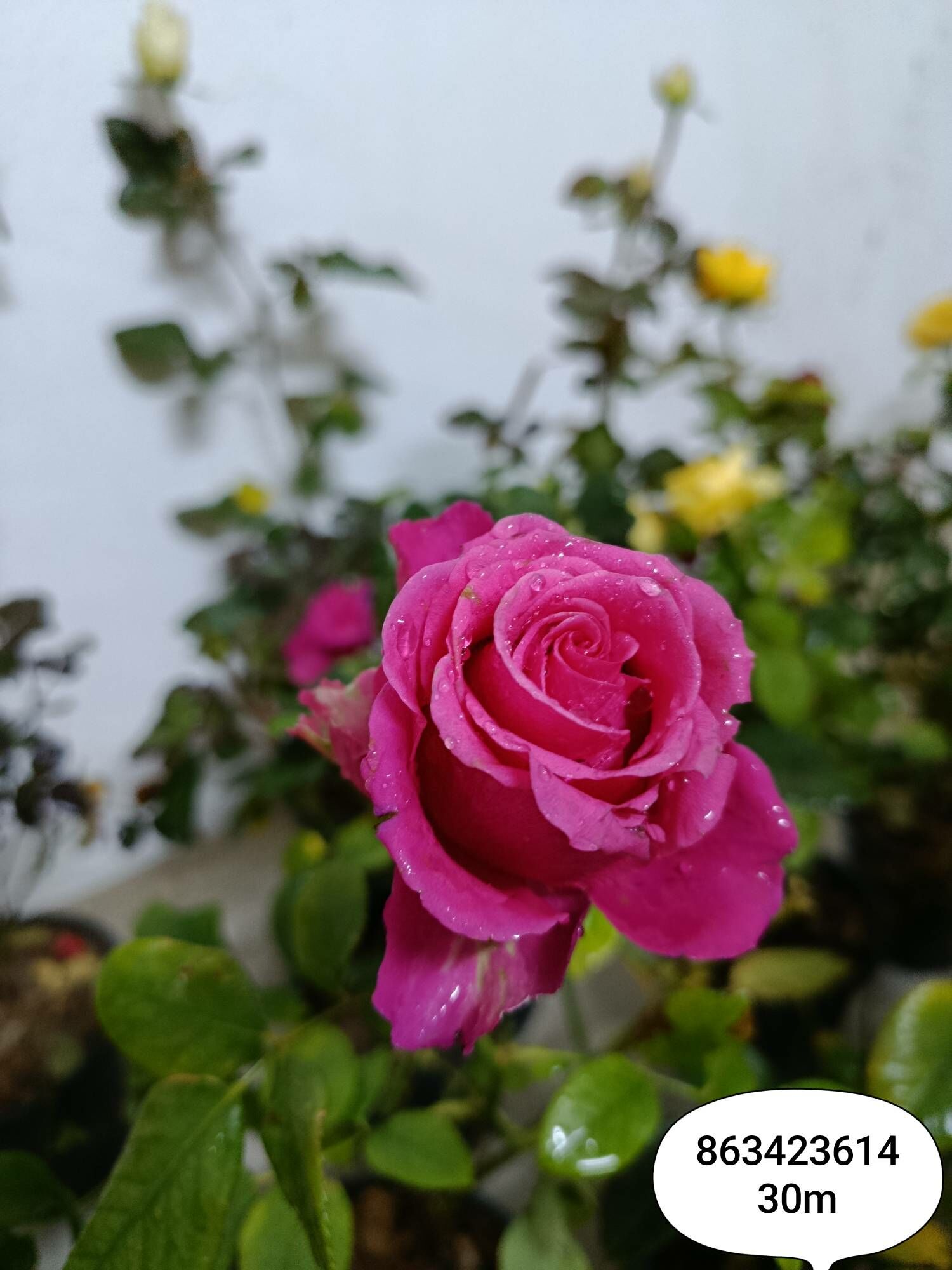 Gul nahaly - Arkadag - img 1