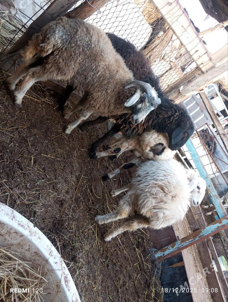 koçkar we köy - Фарап - img 1