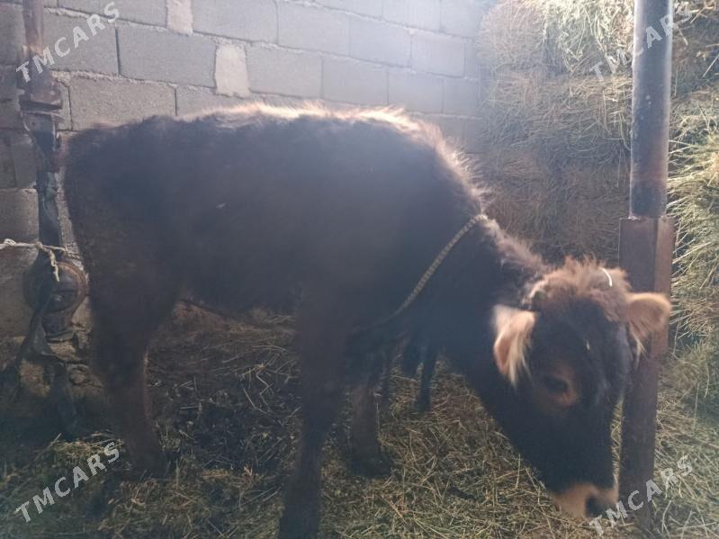 gole - Гёкдепе - img 1