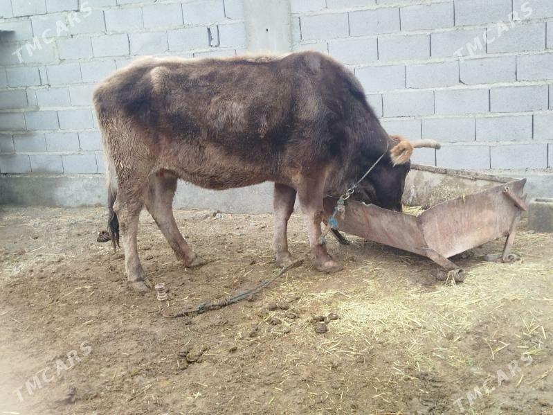 sygyr - Bäherden - img 1