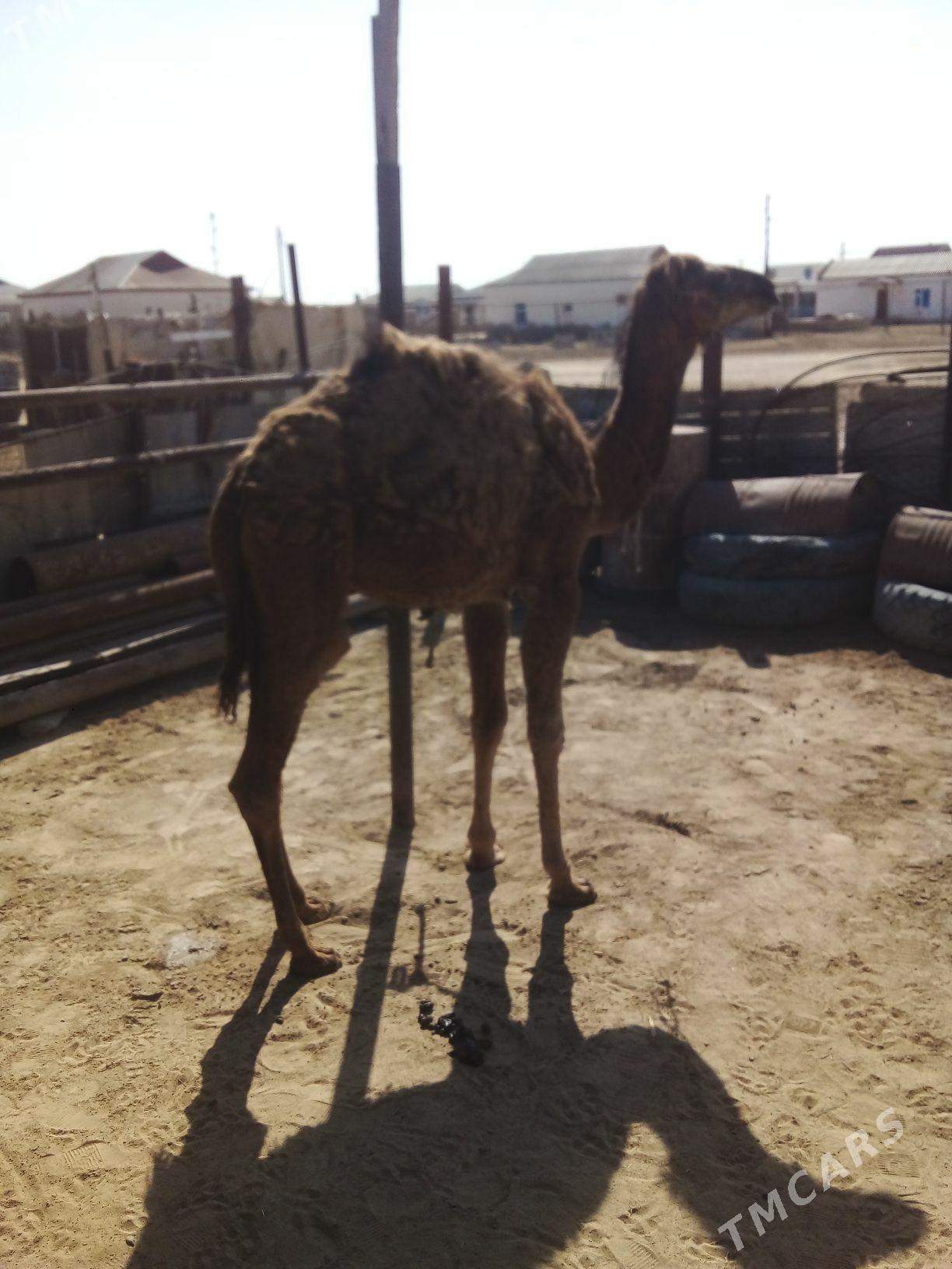 Torum - Эсенгулы - img 1