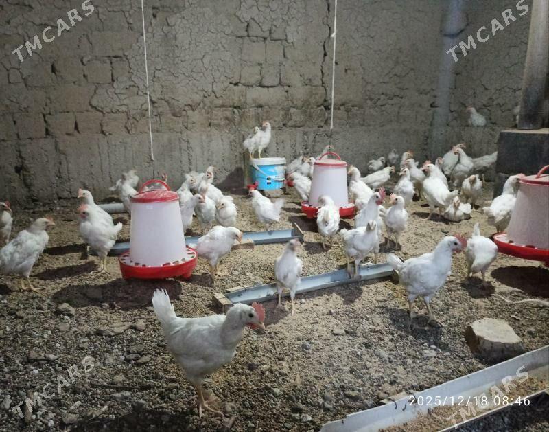 Juyje - Гёкдепе - img 1