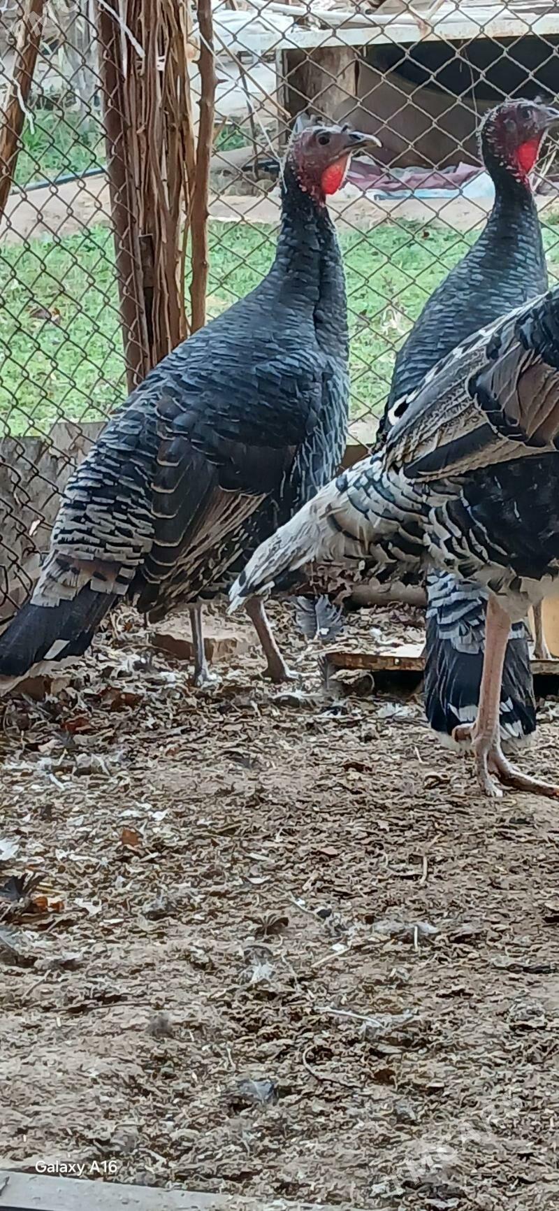 Induk - Бабадайхан - img 1