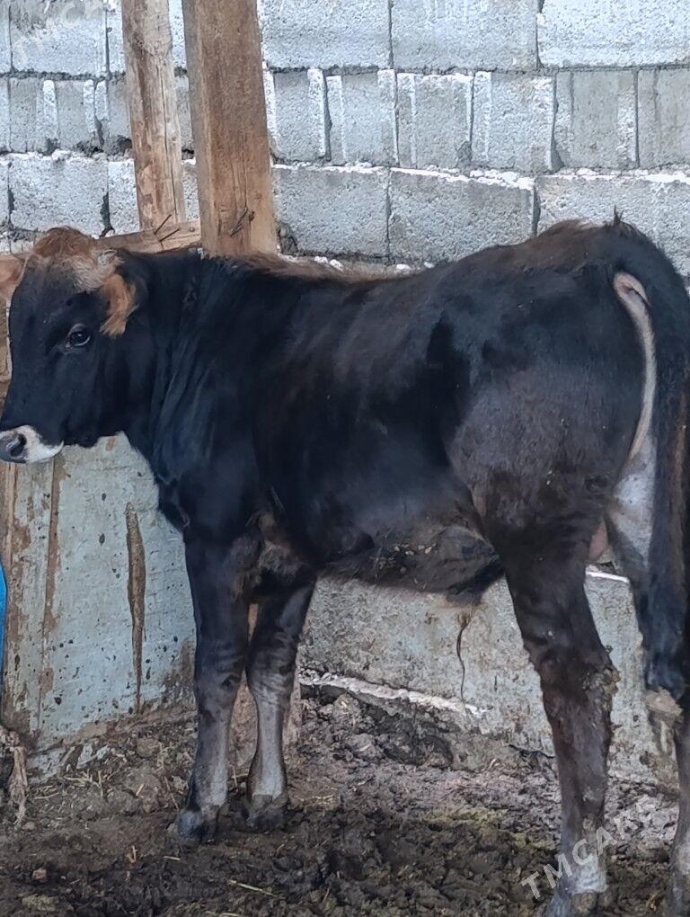 Okuz - Aşgabat - img 1