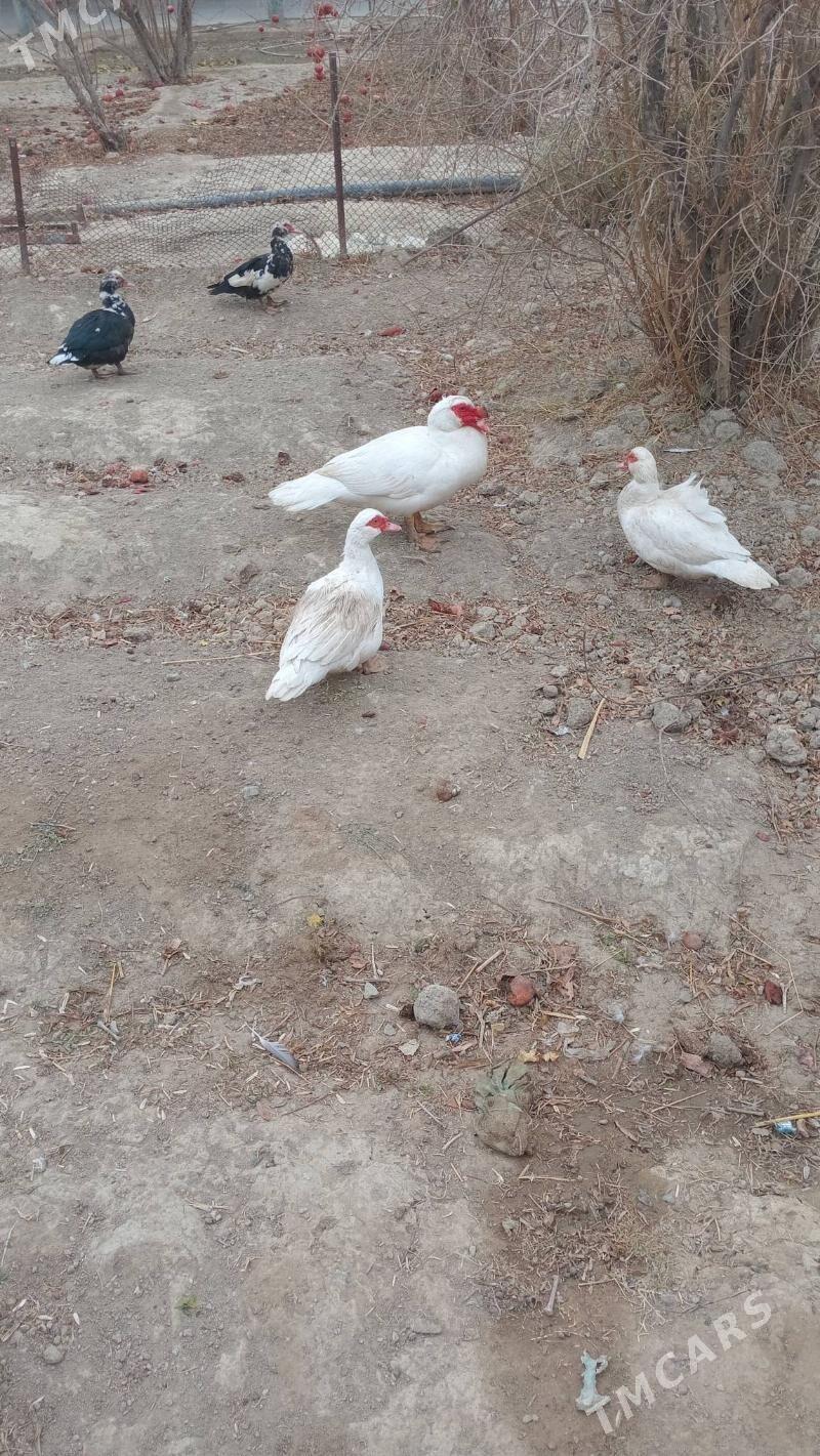 ordek - Ýaşlyk - img 1